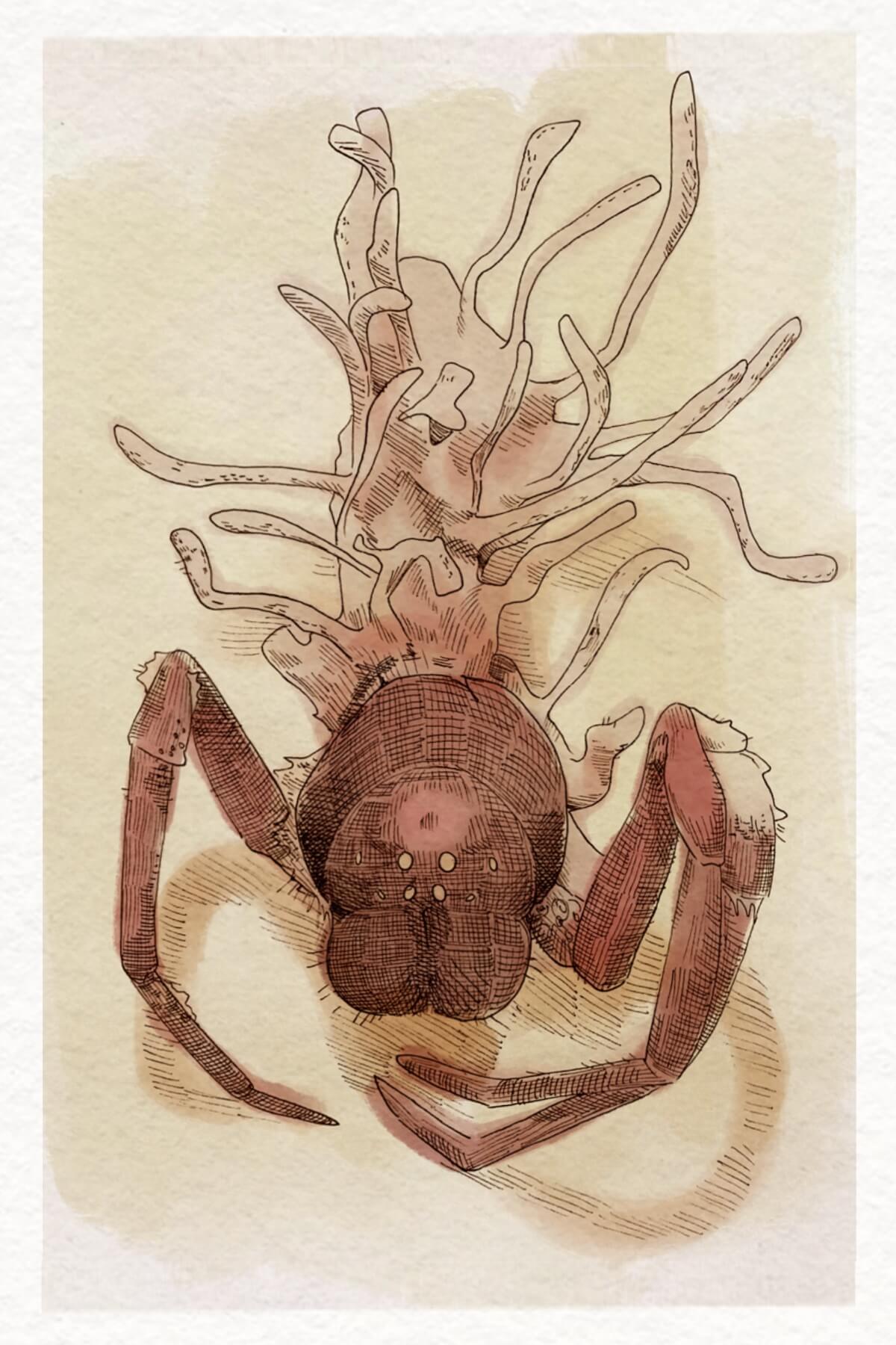 Illustration of spider head with two front legs and tendrils instead of a thorax