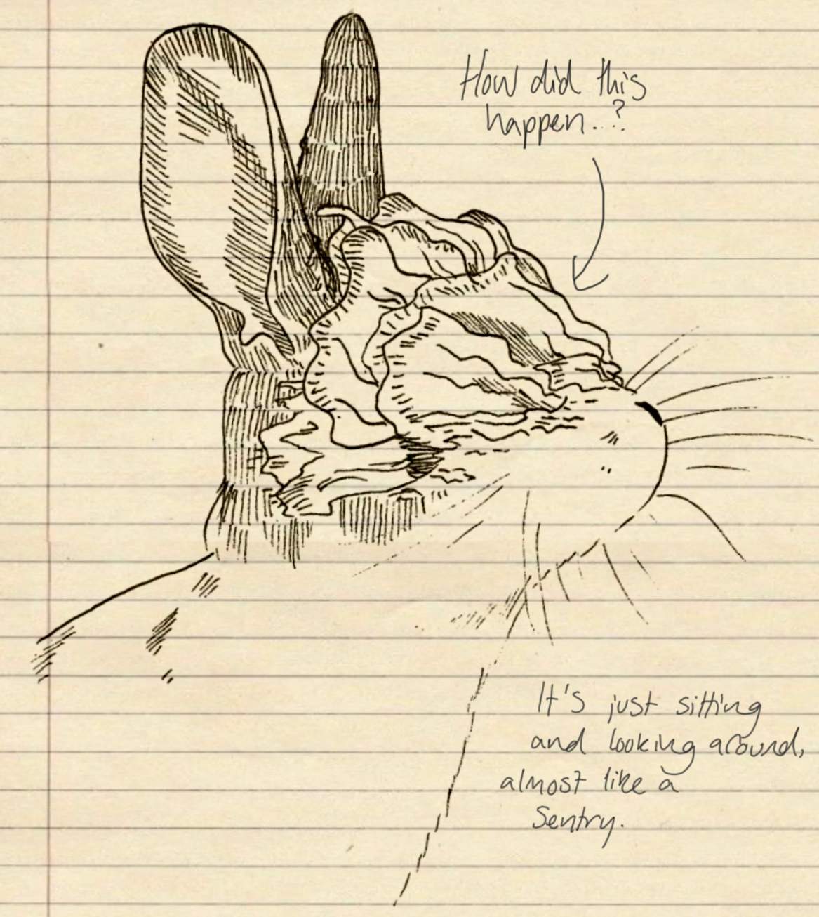 Illustration of infected rabbit face