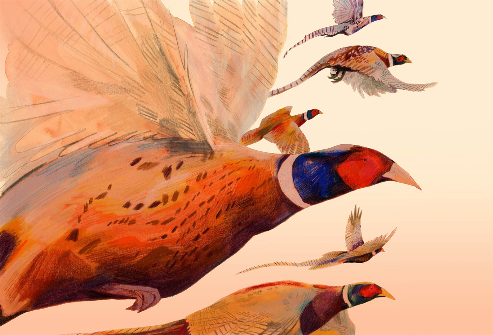 Illustration of pheasants in flight