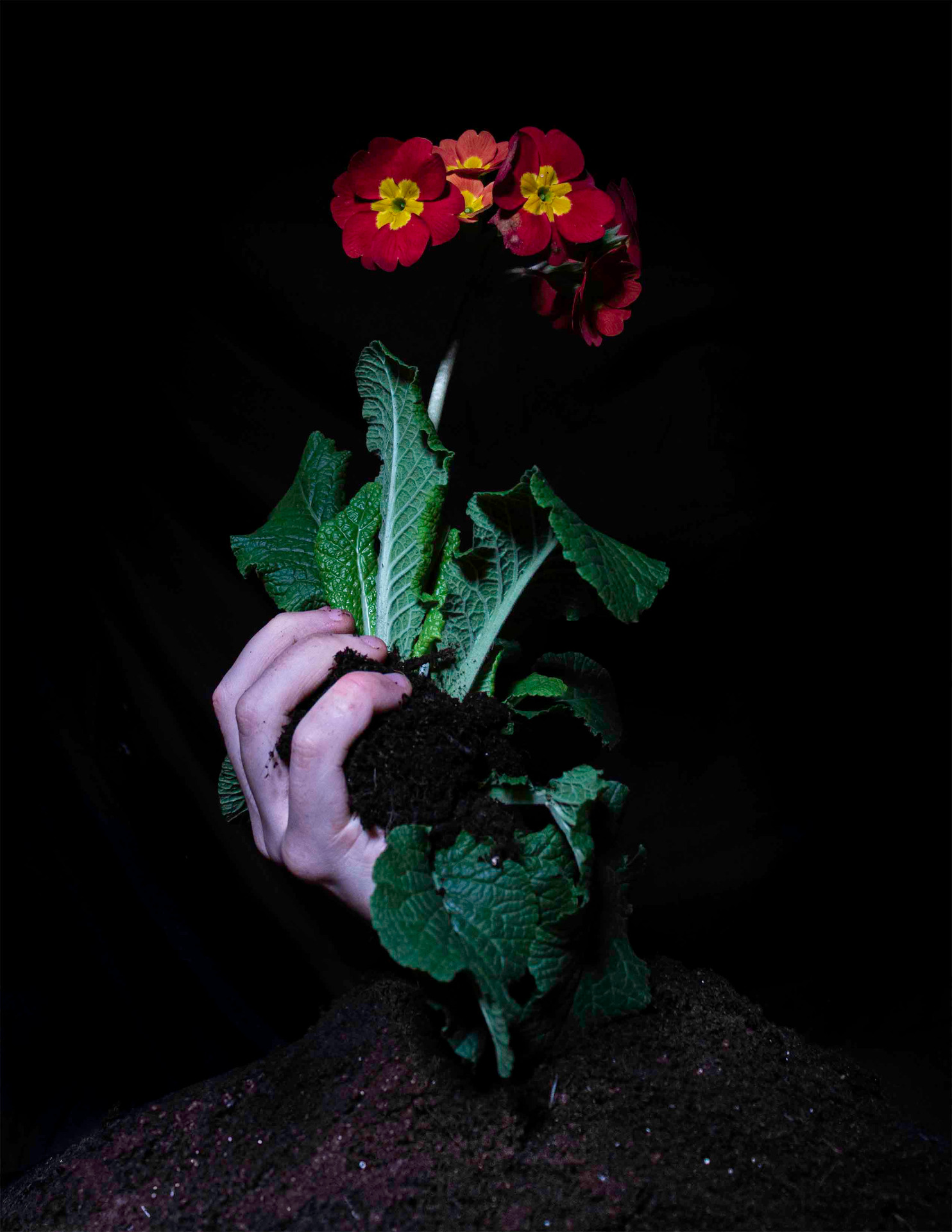 Photo of hand extending from soil and holding flowering plant