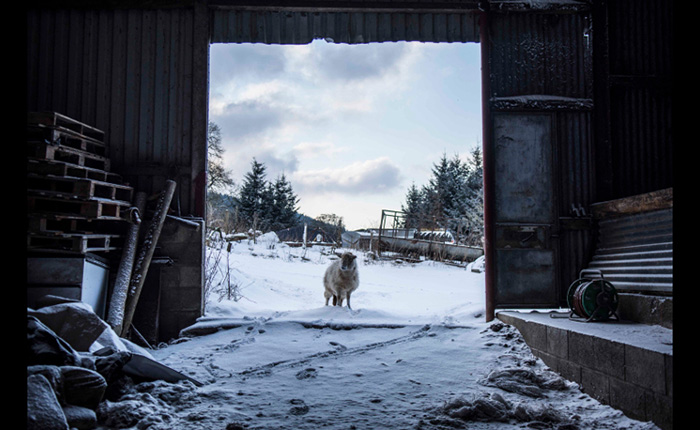 Photo of sheep in snowy barn doorway