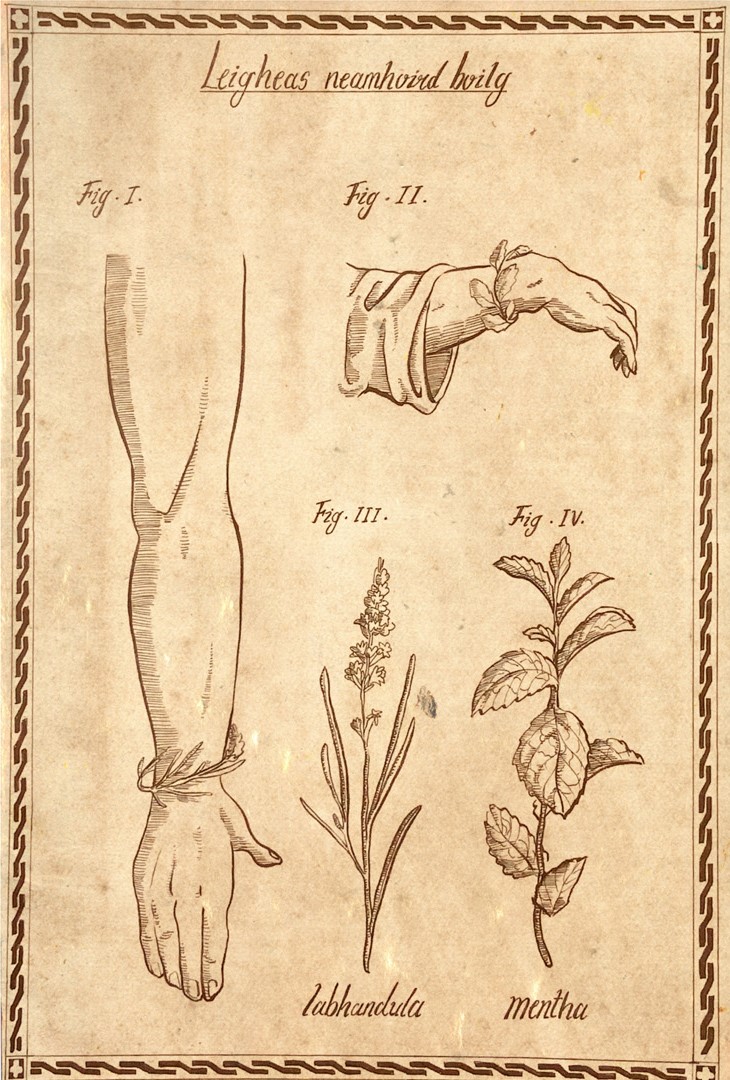 Woodcut with illustrations of two plants applied to two arms