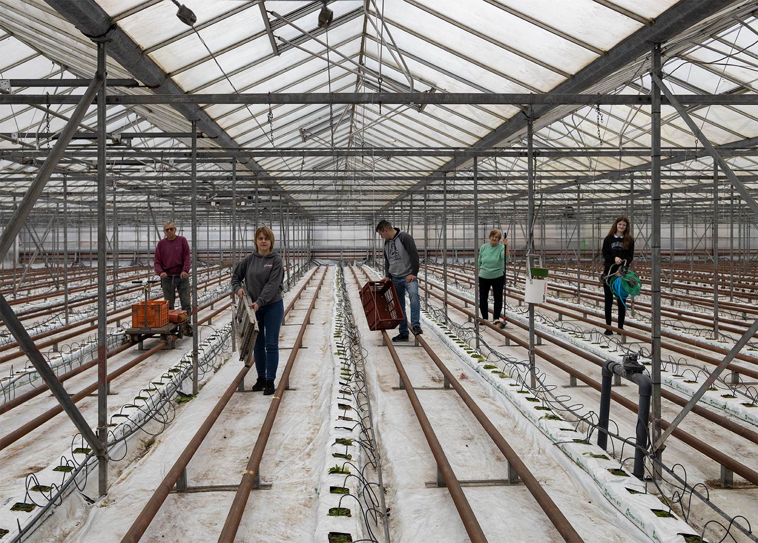 Photo of five people working in empty greenhouse