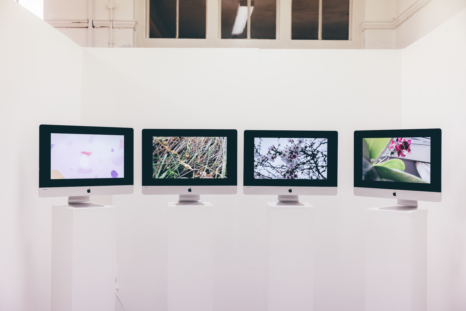 Four monitors showing images of nature