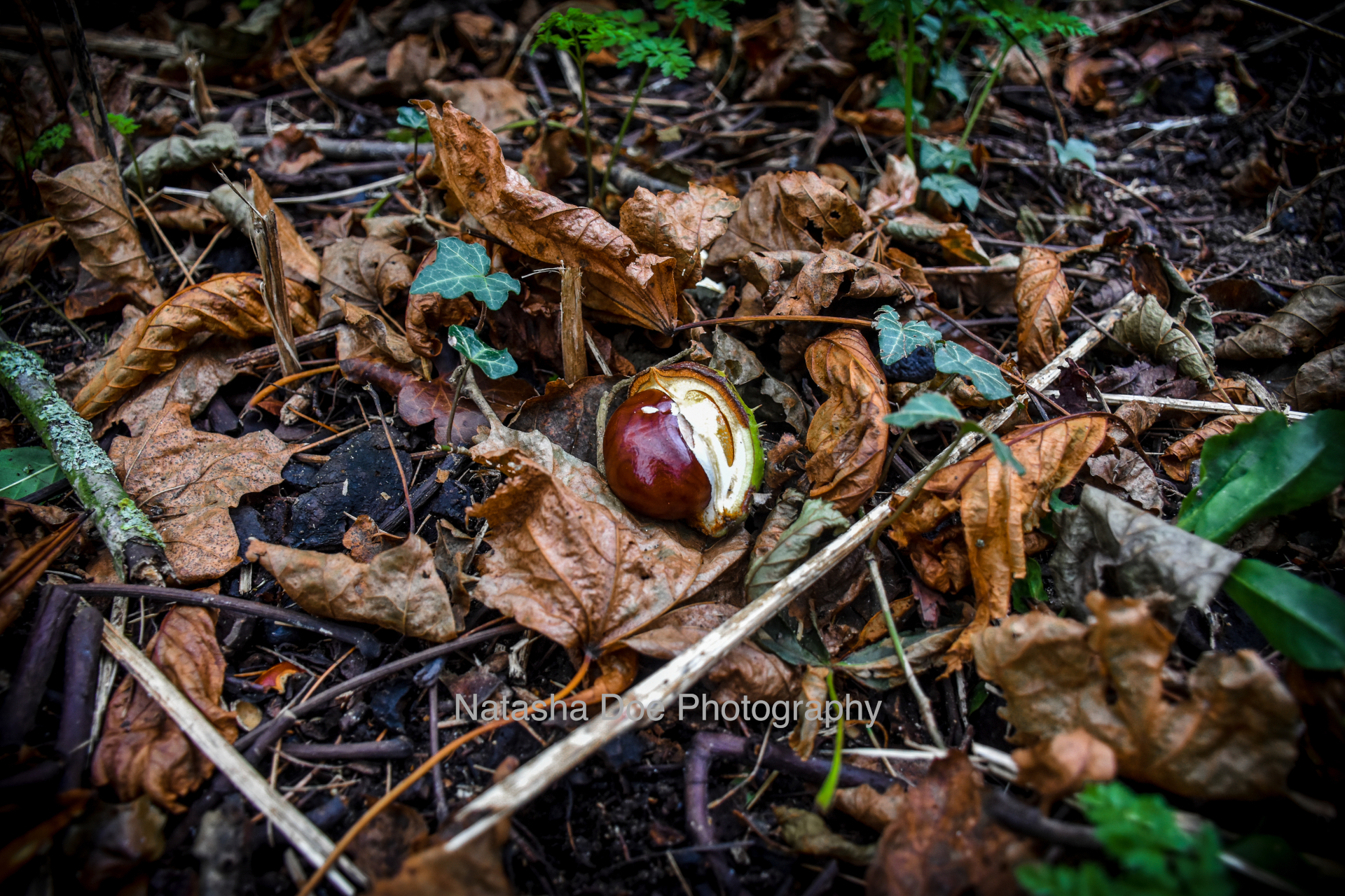 Conker and horse chestnut leaves on ground