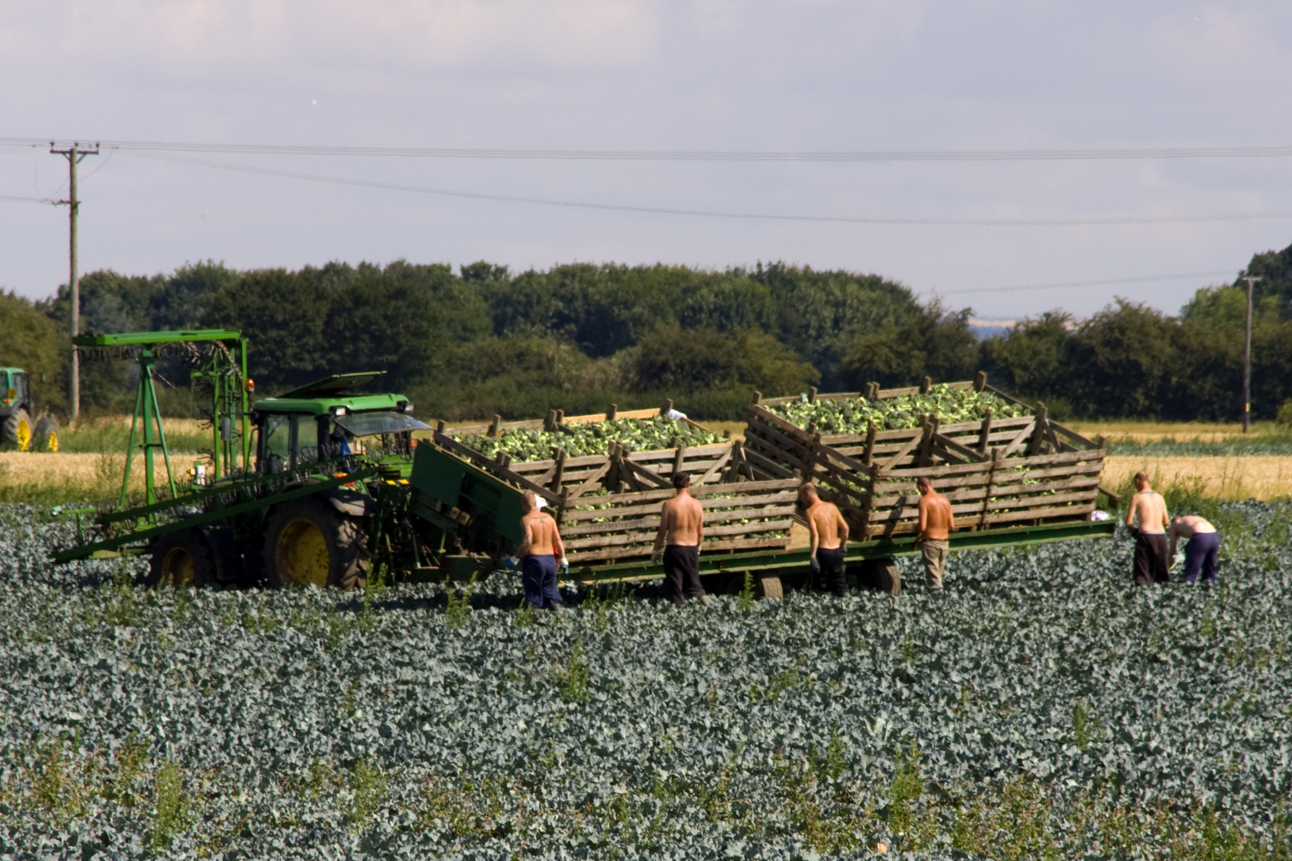 Migrant workers picking broccoli in fenland